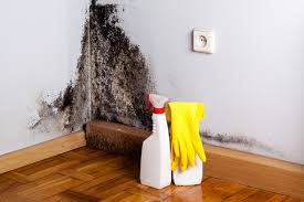 Best Asbestos and Lead Testing During Mold Inspection  in USA